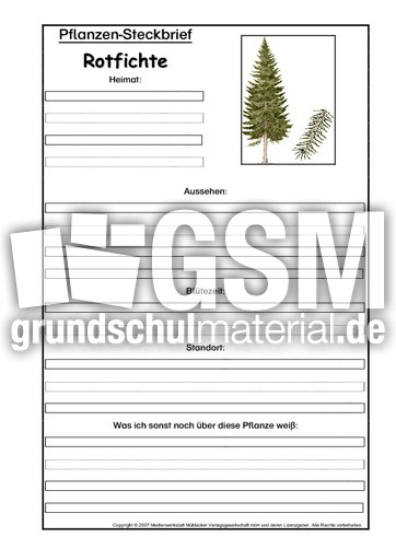 Pflanzensteckbrief-Rotfichte.pdf